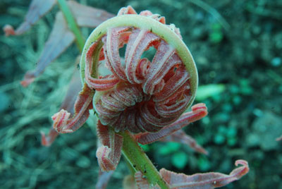 Fern from Above