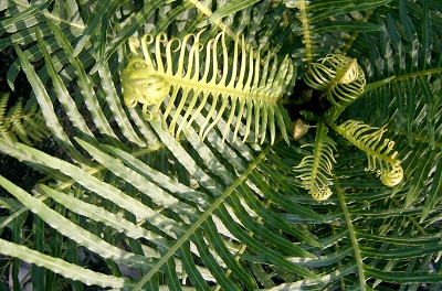 Fern from Above