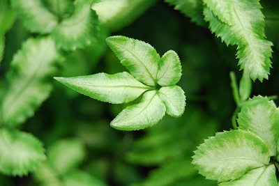 Fern from Above