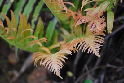 Fern from Above