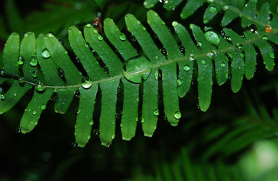 Fern from Above