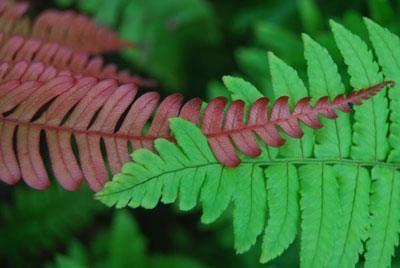 Fern from Above