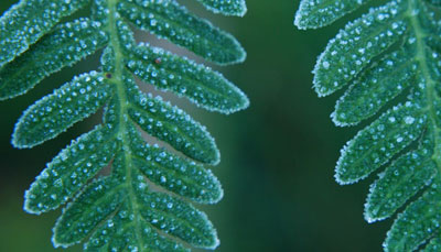 Fern from Above